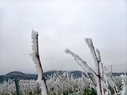 Raureif an den Reben im Winter bei Diedesfeld Mit Raureif überzogene Rebtriebe, im Nebel das Hambacher Schloss
