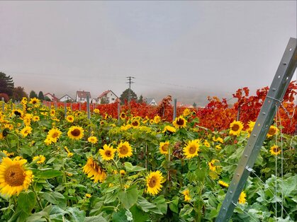Sonnenblumen vor herbstlichem Weinberg in Diedesfeld Sonnenblumenfeld vor rot gefärbten Rebstöcken, im Hintergrund Häuser im Dunst