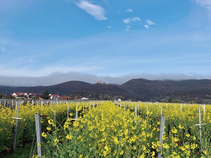 Gelbe Blüte im Weinberg mit Blick auf das Hambacher Schloss Gelb blühende Zwischenbegrünung zwischen Rebzeilen, im Hintergrund Diedesfeld und das Hambacher Schloss auf dem bewaldeten Hügel