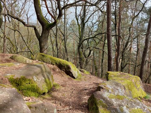 Pfälzerwald bei Diedesfeld – bemooste Sandsteinfelsen Bemooste Buntsandsteinfelsen zwischen Kiefern und Eichen in einem lichten Wald