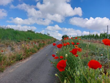 Mohnblumen am Weinbergweg bei Diedesfeld Roter Klatschmohn am Rand eines asphaltierten Weinbergwegs, daneben Trockenmauer und Rebzeilen