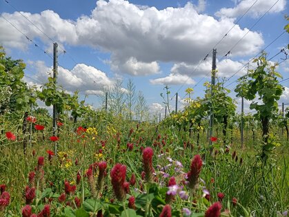 Blühstreifen im Weinberg an der Deutschen Weinstraße Bunte Blühmischung mit Inkarnatklee und Mohn zwischen jungen Rebzeilen unter blauem Himmel mit Wolken