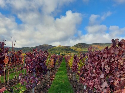 Herbstliche Weinberge vor dem Pfälzerwald Rot und gelb verfärbte Rebzeilen im Herbst, im Hintergrund das Hambacher Schloss auf dem bewaldeten Schlossberg