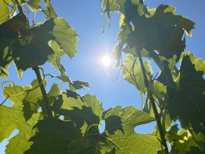 Weinlaub im Sommerlicht Grüne Weinblätter im Gegenlicht vor blauem Himmel