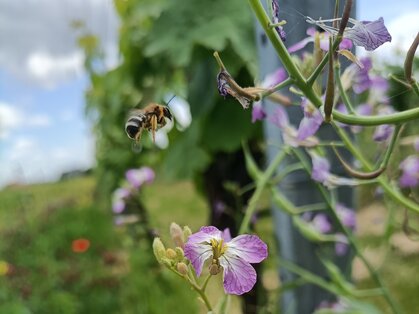 Biene an Blühpflanzen im Weinberg bei Diedesfeld Biene fliegt an lila Blüten zwischen Rebstöcken im Weinberg