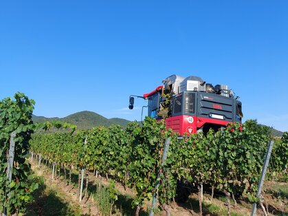 Weinlese mit dem Vollernter bei Diedesfeld Traubenvollernter in einer Rebzeile mit reifen weißen Trauben, dahinter der Pfälzerwald