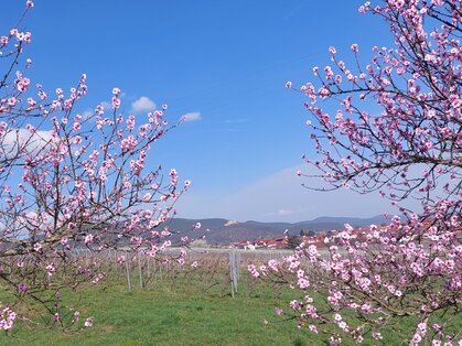 Mandelblüte bei Diedesfeld mit Blick auf das Hambacher Schloss Rosa blühende Mandelbäume vor Weinbergen, Ortsrand von Diedesfeld und Hambacher Schloss