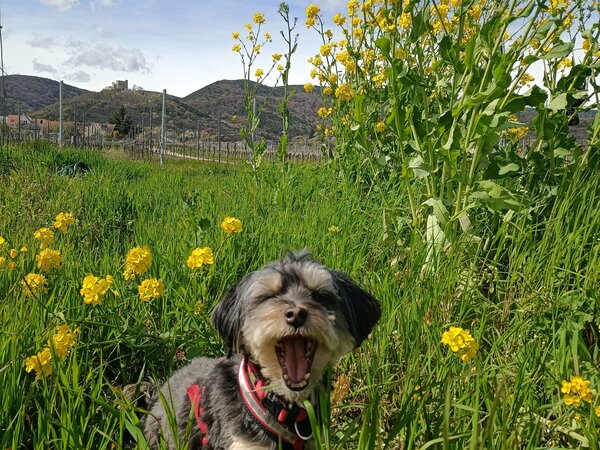 Hund Dori, klein und schwarz-weiß, gähnt in einer Wiese mit gelben Blüten, im Hintergrund Weinberge und Pfälzerwald